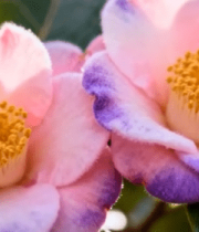 特写粉色山茶花9280#横屏 