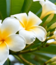 特写白色鸡蛋花绿植画面577#横屏 