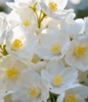 特写白色花朵自然风光素材13755#横屏 