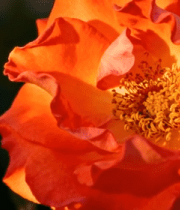 特写橙色月季花4583#横屏 