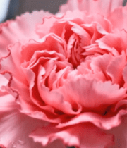 特写粉色康乃馨6164#横屏 