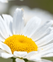 特写白色雏菊花朵10379#横屏 