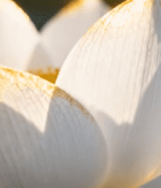 特写白色荷花7970#横屏 