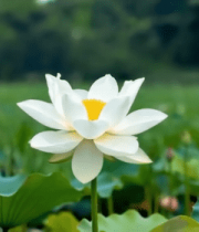 特写白荷花自然风光素材6336#横屏 