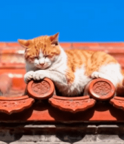 桃树浇水特写素材4010#横屏 