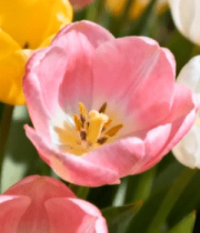 多彩郁金香花卉特写11453#横屏 