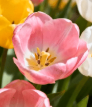 	 多彩郁金香花卉特写11453#横屏 