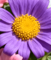 多彩花卉特写素材(1)12387#横屏 