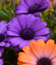 多彩葡萄特写画面14919#横屏 