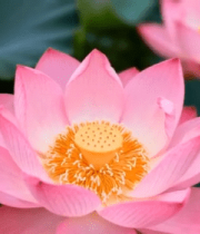 多彩荷花特写5665#横屏 