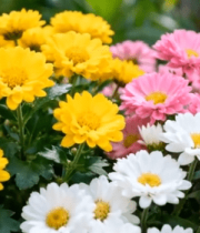 多彩菊花特写997#横屏 