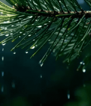 松枝上的雨滴自然景象5795#横屏 