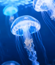 水族馆中游动的水母素材3221#横屏 