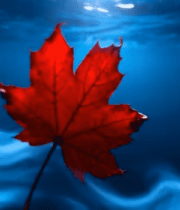 水中漂浮的红色枫叶素材8412#横屏 