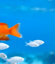 水中橙色金鱼与白色小鱼游动1735#横屏 