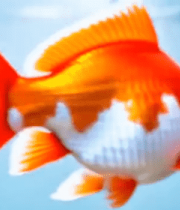 水中游动的红色金鱼特写9803#横屏 
