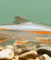 水中游弋的银色小鱼13771#横屏 