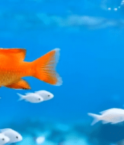 水中橙色金鱼与白色小鱼游动1735#横屏 
