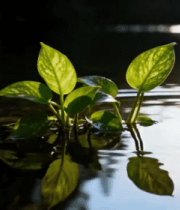 水中绿植特写941#横屏 