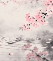 水墨风格樱花落水画面2063#横屏 