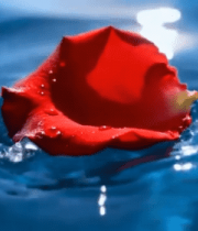 水面漂浮的红色玫瑰854#横屏 