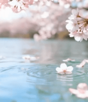 水面漂浮樱花花瓣10425#横屏 