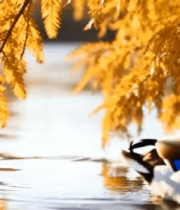 水面上休憩的鸭子527#横屏 