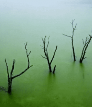 水面枯木自然景象14048#横屏 