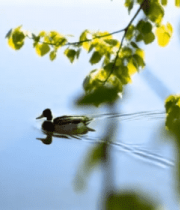 水面游弋的鸭子与绿叶景观14037#横屏 
