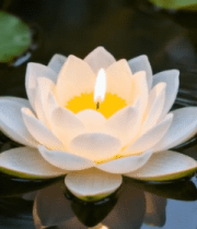 水面漂浮带蜡烛的白色莲花2244#横屏 