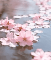 水面漂浮的粉色樱花花瓣8522#横屏 