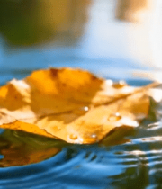 水面漂浮的秋日落叶(1)4838#横屏 