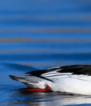 水面上游泳的鸭子1460#横屏 