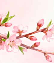 水彩风桃花枝特写8515#横屏 