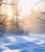 冬日森林雪景阳光洒落8764#横屏 