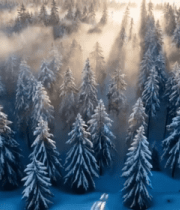 冬季雪覆森林航拍全景9210#横屏 