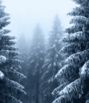 冬季雪景森林树木景观12442#横屏 