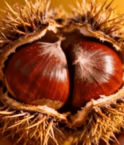 手持带刺外壳板栗特写6584#横屏 