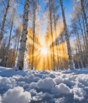 冬日白桦林雪景阳光洒落3291#横屏 