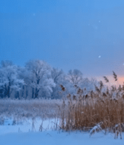 冬日雪地芦苇与落日景观6881#横屏 