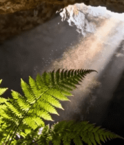 洞穴内阳光照射蕨类植物14864#横屏 