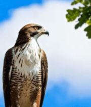 树枝上站立的老鹰12338#横屏 