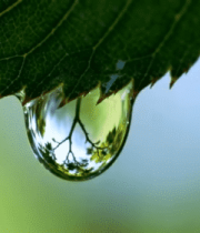 树叶上晶莹的水滴特写14057#横屏 