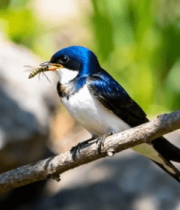 树枝上小鸟叼着昆虫2392#横屏 