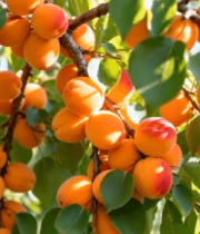 树上成熟饱满的杏子果实1831#横屏 