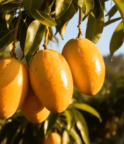 树上成熟的芒果果实6429#横屏 