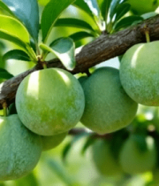 树枝上的青奈李果实7746#横屏 