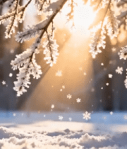 冬日阳光照耀下的积雪树枝14829#横屏 