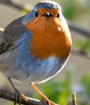 树枝上栖息的小鸟3231#横屏 