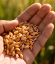 手捧麦粒于麦田特写9551#横屏 